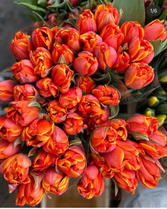Mazzi tulipani
